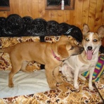 紅茶と犬っころ　－　ヌワラエリヤ徒然