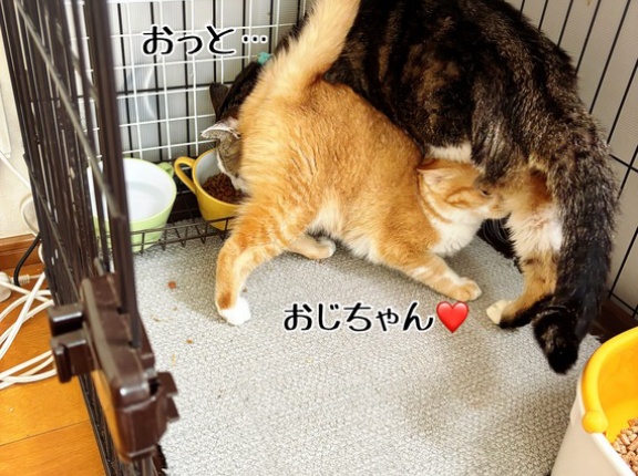 猫耳カチューシャを使う時が…