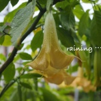 湘南凸凹柴WAN日記