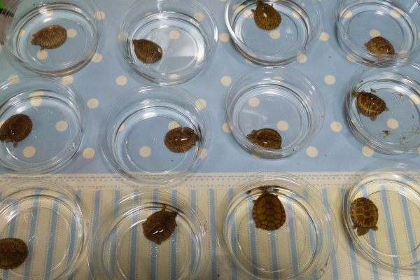 B Zero爬虫類 販売コーナーblog カメ 亀 B Zero爬虫類 販売コーナーblog カメ 亀