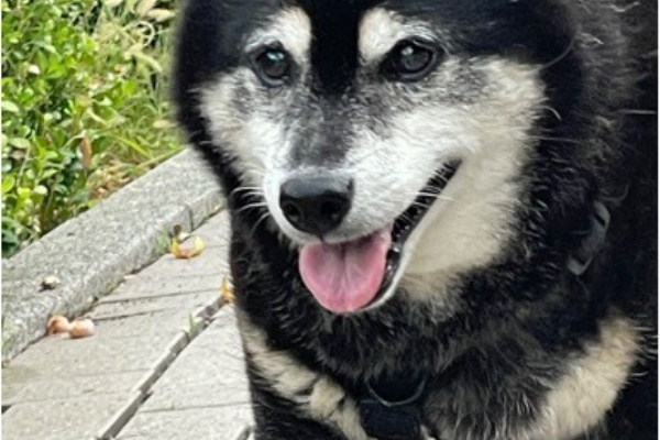 黒柴 ☆プロフィール必読☆ 柴犬】の赤ちゃんが生まれています | 千葉県旭市のペット