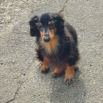 NPO法人 福井犬猫を救う会