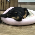 埼玉県熊谷市　ワンラブ　カインズ熊谷籠原店　ブログ