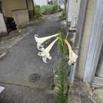 革職人「翔」のレザークラフト日記