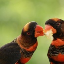 シンガポール, バードパラダイス, インコの楽園ローリーロフト