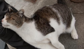 猫が風呂上がりにくっ付いてくる理由wwwww