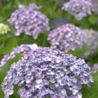 『梅雨花　４　渦紫陽花』の画像