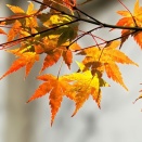 この秋一番の寒さと庭に訪れた色