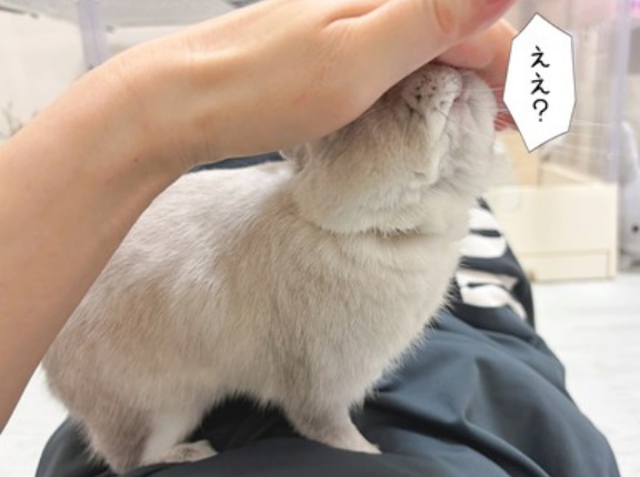うさぎのルリ(9/26追記)