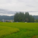 鎮守のもり、を思い出した