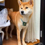 風太通信～柴犬風太の日記帳