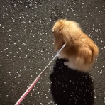 毛玉きょうだい