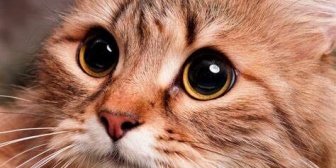 【報告者がゴミ】同棲中の彼女に別れ話を切り出されて俺が拾って飼ってる猫も一緒に連れて行きたいとか言い出したので断ったら、今までの病院の領収証を出してきて…