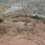 南東北桜めぐり その3:船岡城址一目千本桜