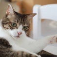 たまに涼みに来る猫。