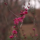 いつものところを撮ってみる(国営讃岐まんのう公園・2026年1月某日) その7