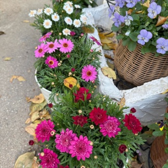 ＊耐寒温度0°Cボンザマーガレットを軒下へ移動