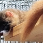 NPO犬猫みなしご救援隊・代表ブログ・みなしご庵へようこそ