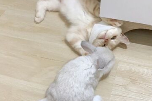 うのくらし - うさねこ