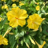 �ء�ī�Τ������ۤ��餤���ޥ饹����ΰ��餷�����᡼���ȸ��¤��礭������Υ��Ƥ��ޤ����⤷���Ļ���ǥ��饤���ޤ򸫤����Ƥ�褷�ƶ���ʤ��Ǥ������������ĻԵĲ�Ѱ�����𡣡٤β���