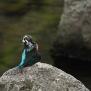 カワセミ幼鳥の水浴び