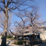 笛吹きの雑記帳