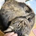 【猫写真】バリバリボウル愛好家の丸い猫