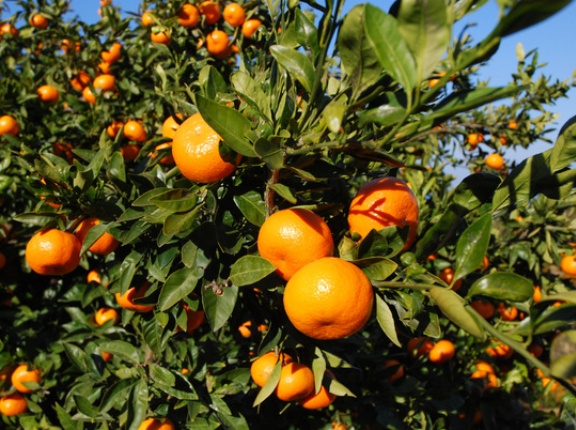 今年もこの季節がやってきた！寿太郎みかんの出荷宣言が1/30（金）に行われた！