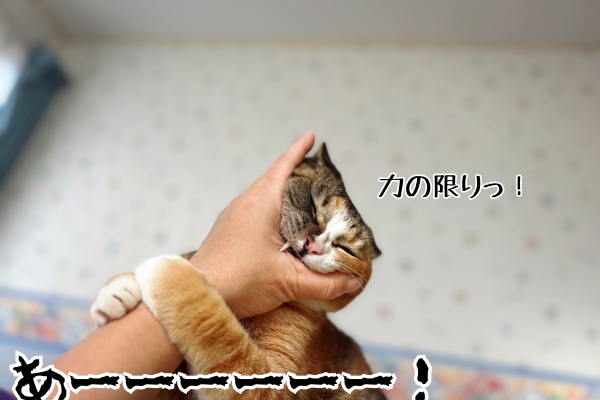 猫とお酒と日々のこと Powered by ライブドアブログ