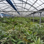 石垣島マンゴーを全国へお届け