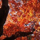 『森林公園プロムナード道』の画像