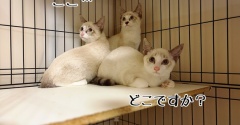 昨日は秘密結社ねこのひげ譲渡会♪＆どちらさま