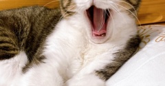 腹立ちまぎれの猫の粗相。