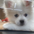 ふわふわ✨まつ毛がキュートなポメぺキちゃん🐕