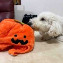 ハッピーハロウィン🎃