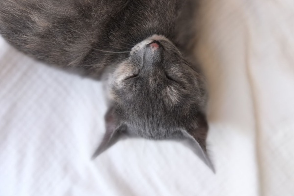 もふりんの王国