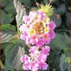 ときめき老テニス