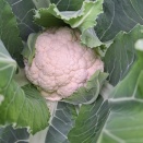 カリフラワー、出勤しています