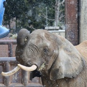 雪が降ってきた♪