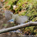 LuckyBookの野鳥不定期日記３＜備忘録＞