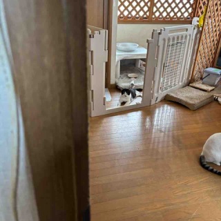 ねこさま王国