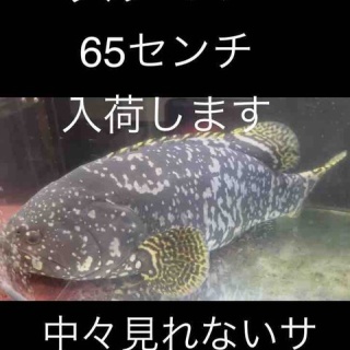 大型熱帯魚屋  ZEEBRA