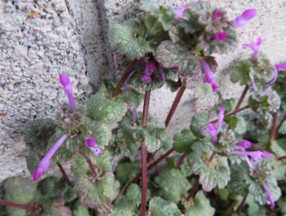 ニシキギと仏の座