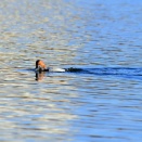 赤い目のホシハジロ