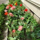 ◆プール◆それぞれの三味線