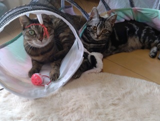 実物のﾈｺﾁｬﾝたちセカンド239