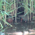 強風大荒れ‼️つがいのヒクイナを撮る🐦（多々良沼公園）