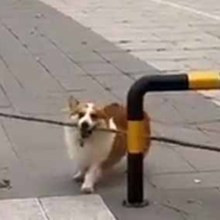 猫の動画 ねこわん！
