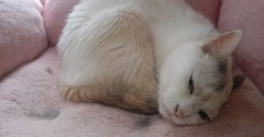 実物のﾈｺﾁｬﾝたちセカンド176