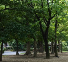 中国人が夜中に日本の公園の木の下に集まってるのはなぜ！？　海外の反応。